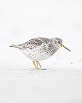 BB 13 0640 / Calidris maritima / Fjæreplytt